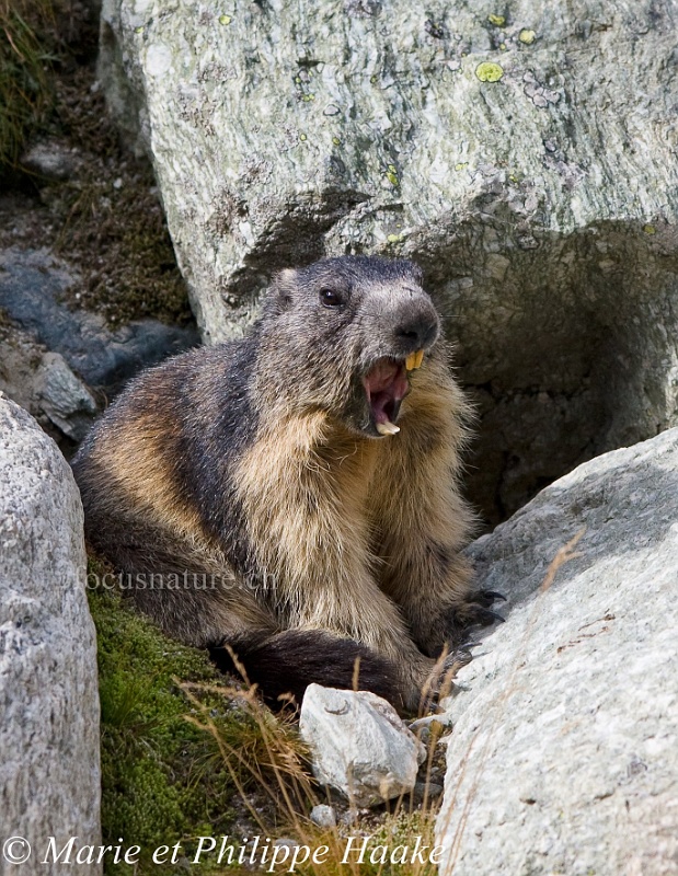Marmotte 4871_wm.jpg - Après la toilette complète, séance de baillements... puis retour au terrier pour une sieste! (Grimentz, Valais, Suisse, septembre 2009)